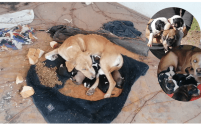 ❌ Hundemama mit 6 Welpen aus Bruchbude gerettet ❌