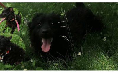 🖤 Bereits 1 Jahr lang keine einzige Anfrage für die schwarze Perle Nana – Hilfst du ihr auszureisen? 🖤