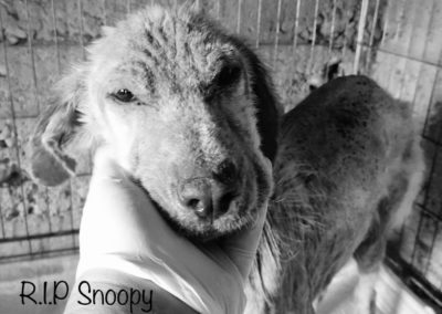 Snoopy †