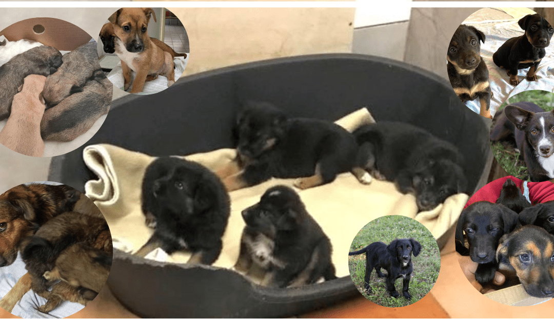 🆘 100 Welpen geht das Futter aus. Bitte helft uns, damit die Kleinsten nicht hungern müssen 🆘