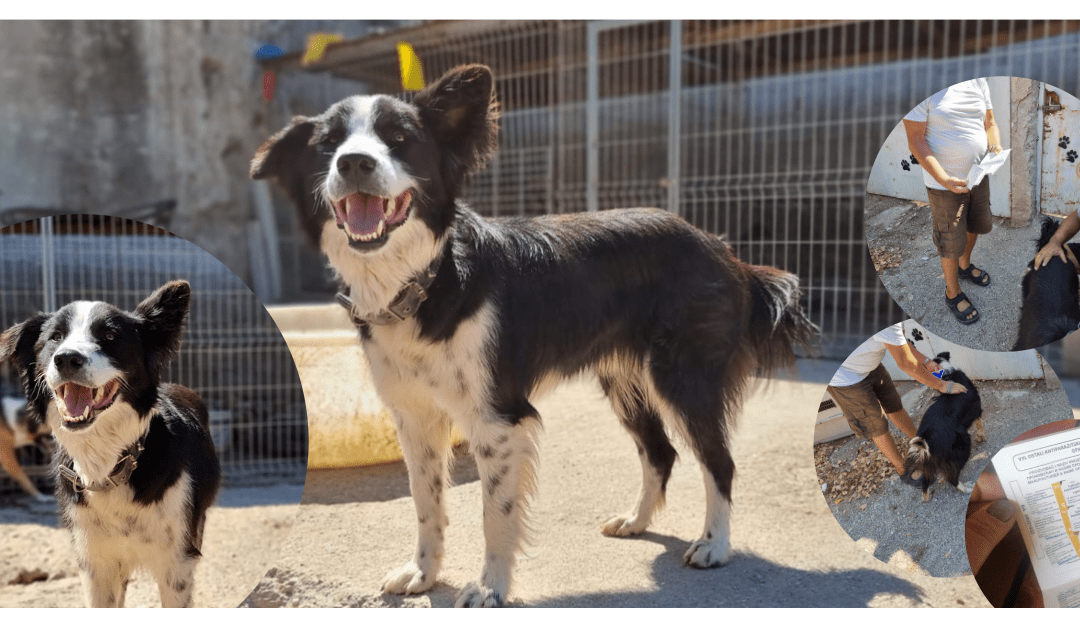 💔 Casper‘s Herrchen hat Krebs – er brachte ihn ins Tierheim 💔