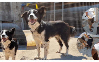💔 Casper‘s Herrchen hat Krebs – er brachte ihn ins Tierheim 💔