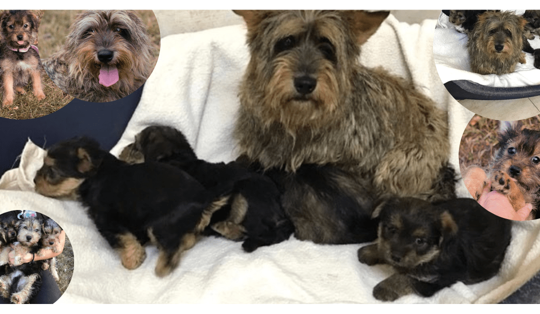 🤯 540 Hunde – Für Mama Mara + Töchterchen Tara ist das Tierheim schlimm – hilfst du ihnen auszureisen? 🧳