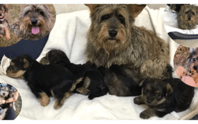 🤯 540 Hunde – Für Mama Mara + Töchterchen Tara ist das Tierheim schlimm – hilfst du ihnen auszureisen? 🧳