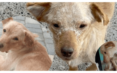 🆘 Brownie hat Leishmaniose – damit er weiterhin adäquat behandelt werden kann, benötigen wir deine Hilfe 🙏