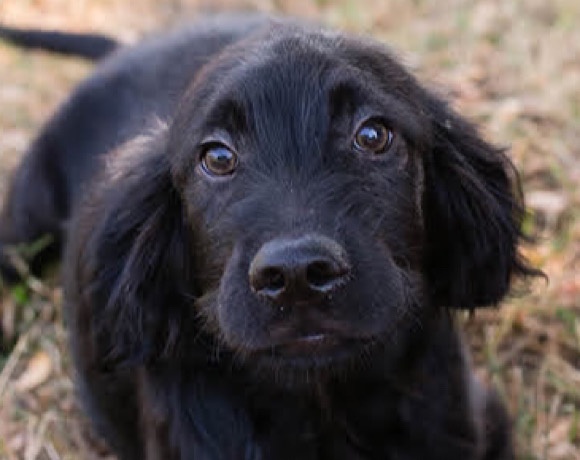 Anja