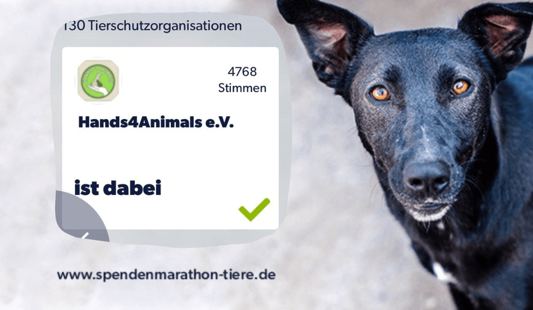 🎉 Wir sind auch 2022 dabei beim großen Spendenmarathon für Tiere von VETO – Tierschutz 🎉