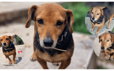 👵 Hunde-Omi Piccolina darf zu ihrer Pflegefamilie ziehen – hilfst du ihr bei der Ausreise? 🧳