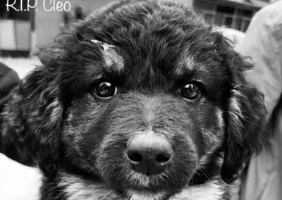 Cleo †