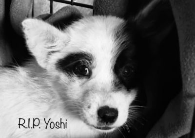 Yoshi †