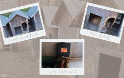 ❄️ Wir brauchen neue Hundehütten & Brennholz ❄️