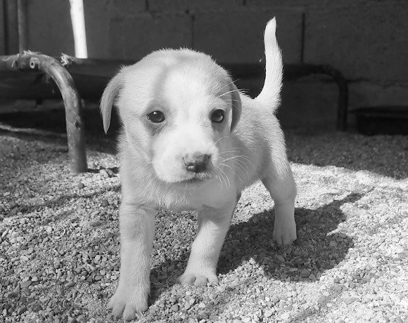 Charlie 🌈