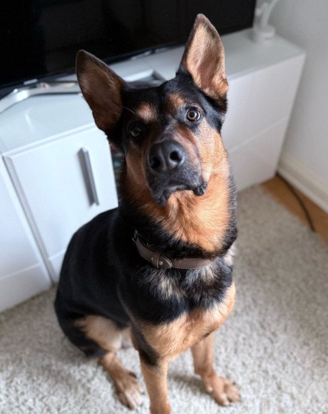 hands4animals-tierschutz-hunderettung-hund-adoptieren-Patenschaft-Morten-00 (7)