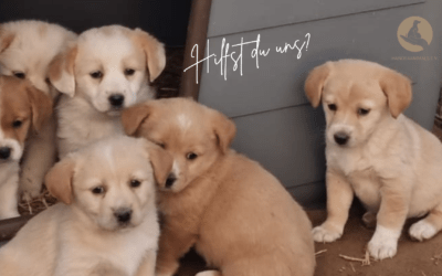 🐶🐈Gemeinsam stark ins neue Jahr 2023 – Hilfst du uns? 🐾 🐾