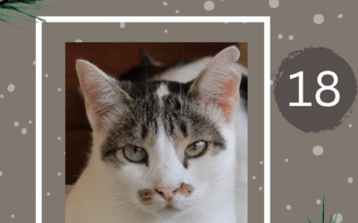 🎄🎟️ADVENTSTOMBOLA – TÜRCHEN 18🎟️🎄