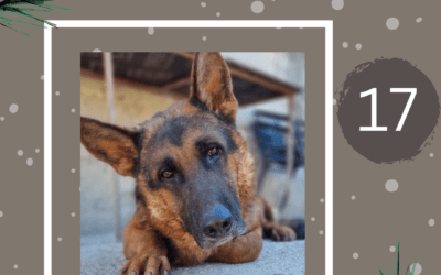 🎄🎟️ADVENTSTOMBOLA – TÜRCHEN 17🎟️🎄