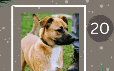 🎄🎟️ADVENTSTOMBOLA – TÜRCHEN 20🎟️🎄
