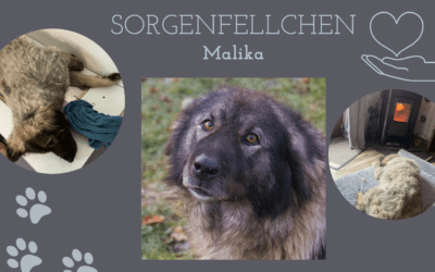 ⚠️ Malikas große Chance – doch sie hat Schmerzen ⚠️