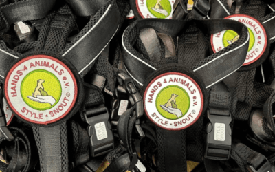 💚Dein H4A-Patch fürs StyleSnout-Geschirr 🦮