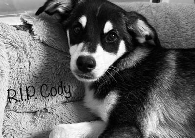 Cody 🌈