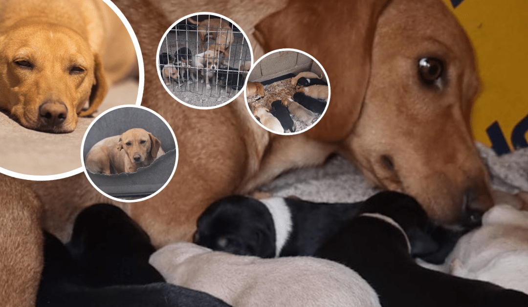 Hochträchtig gerettet – doch alle Welpen verstarben – Hundemama Queenie darf nun endlich ausreisen