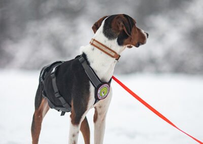 Rüde Bracke Tricolore Jagdhund Tierschutz