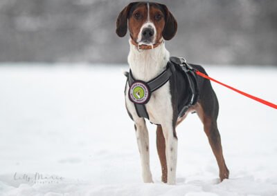 Rüde Bracke Tricolore Jagdhund Tierschutz