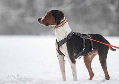 Rüde Bracke Tricolore Jagdhund Tierschutz