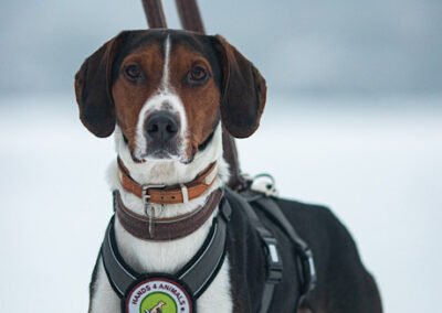 Rüde Bracke Tricolore Jagdhund Tierschutz