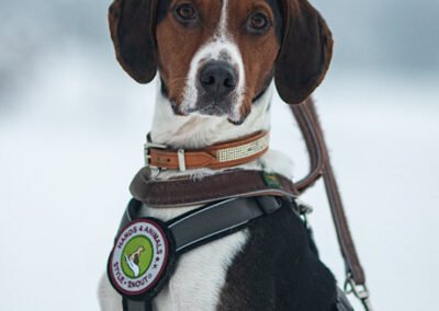 Rüde Bracke Tricolore Jagdhund Tierschutz