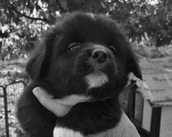 Sir Fluffy 🌈