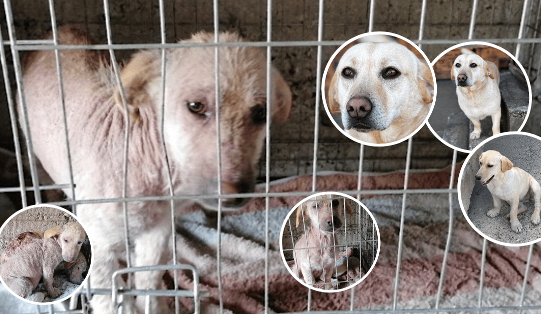 Bezaubernde Hundedame Mala wünscht sich endlich eine eigene Familie – Hilfst du ihr dabei, auszureisen?