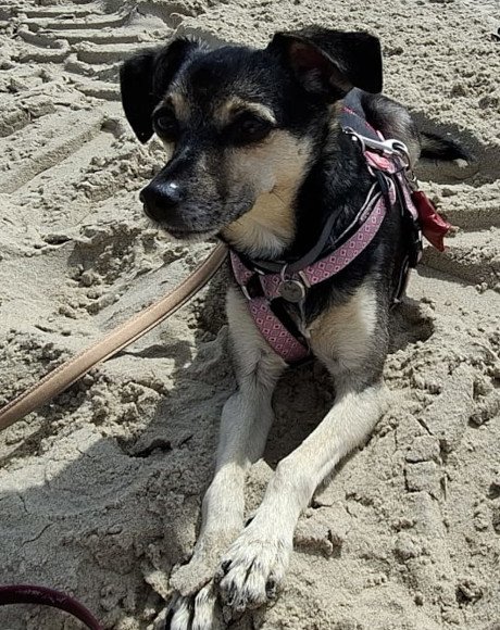 hands4animals-tierschutz-hunderettung-hund-adoptieren-Patenschaft-Malia-Rosa-00 (12)