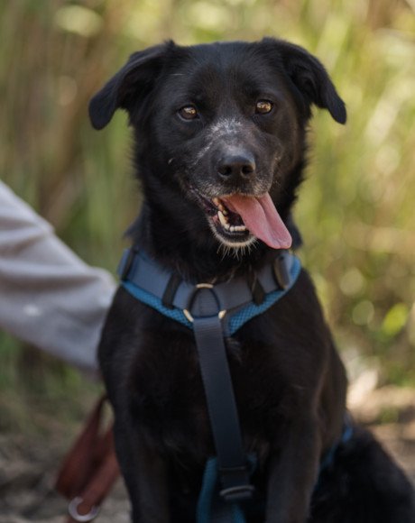 hands4animals-tierschutz-hunderettung-hund-adoptieren-Patenschaft-Ina-00 (7)