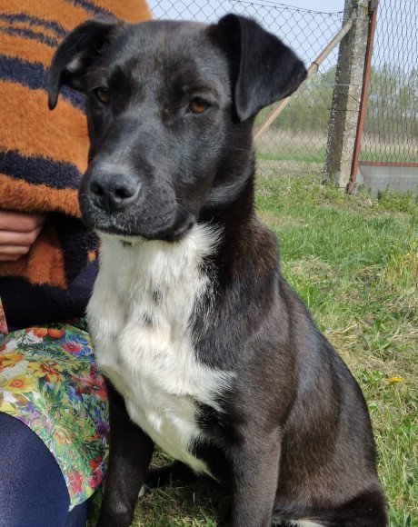 hands4animals-tierschutz-hunderettung-hund-adoptieren-Patenschaft-Paula-00 (7)