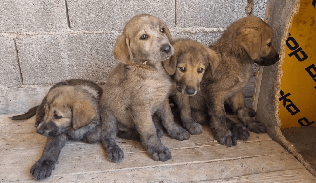 🚨 Dringend Unterstützung für Hundefutter benötigt 🐕🦴