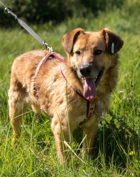 hands4animals-tierschutz-hunderettung-hund-adoptieren-Patenschaft-Cody-00 (7)