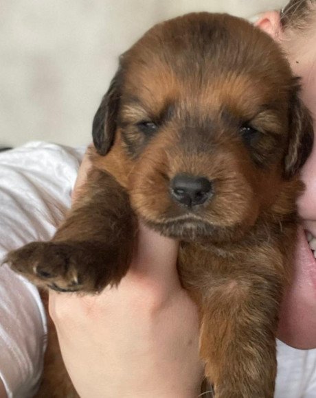 hands4animals-tierschutz-hunderettung-hund-adoptieren-Patenschaft-Nemo-00 (3)
