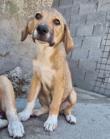 hands4animals-tierschutz-hunderettung-hund-adoptieren-Patenschaft-Zara-00 (6)