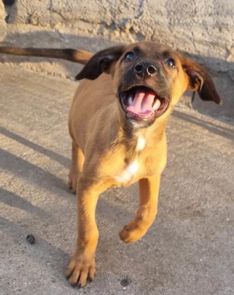 hands4animals-tierschutz-hunderettung-hund-adoptieren-Patenschaft-Piesi-00 (7)