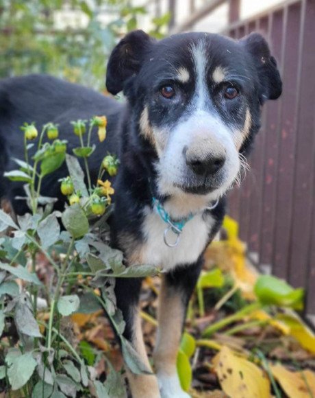 hands4animals-tierschutz-hunderettung-hund-adoptieren-Patenschaft-Dedo-00 (2)
