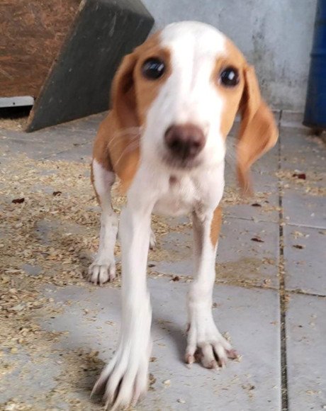 hands4animals-tierschutz-hunderettung-hund-adoptieren-Patenschaft-Iva-00 (5)