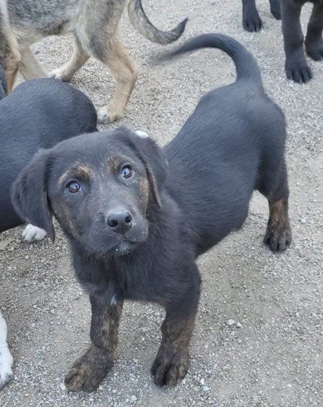 hands4animals-tierschutz-hunderettung-hund-adoptieren-Patenschaft-Janosch-00 (3)