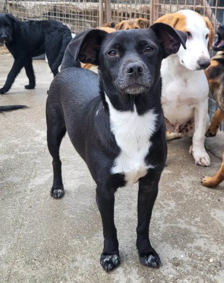 hands4animals-tierschutz-hunderettung-hund-adoptieren-Patenschaft-Yuna-00 (2)