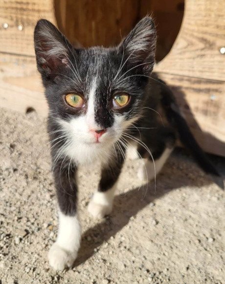 hands4animals-tierschutz-katzenettung-katze-adoptieren-Patenschaft-Roman-00 (3)