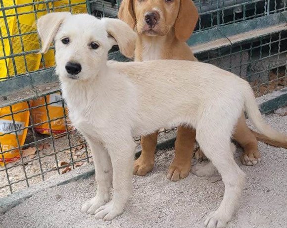 hands4animals-tierschutz-hunderettung-hund-adoptieren-Patenschaft-Snowy-00 (1)