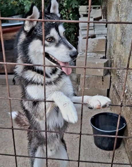 hands4animals-tierschutz-hunderettung-hund-adoptieren-Patenschaft-Tedy-00 (2)