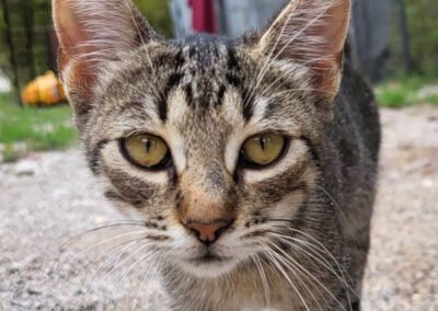 Namenspate gesucht 25 – Katze