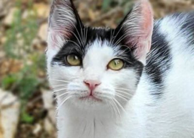 Namenspate gesucht 32 – Katze