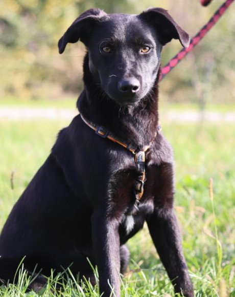 hands4animals-tierschutz-hunderettung-hund-adoptieren-Patenschaft-Artas-00 (4)